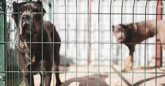 Dogs through the fence